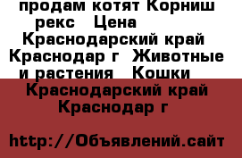продам котят Корниш-рекс › Цена ­ 5 000 - Краснодарский край, Краснодар г. Животные и растения » Кошки   . Краснодарский край,Краснодар г.
